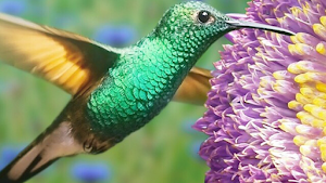 Sweet Harmony - Olga Cattin | Thérapies énergétiques | Fontaines | Val-de-Ruz | Neuchâtel place picture